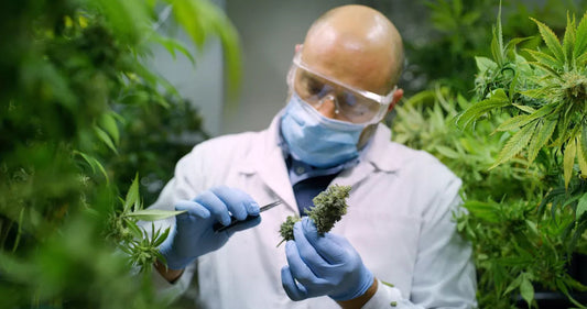 Cadre légal de la vente de CBD en France au 13 juin 2023