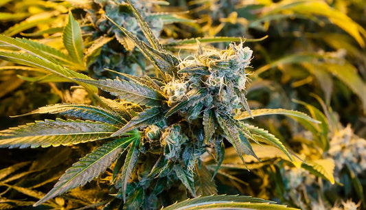 Zoom sur la Super Skunk CBD Indoor