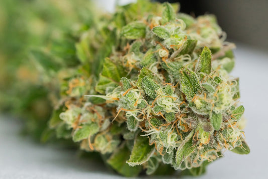 Zoom sur la fleur CBD Amnesia