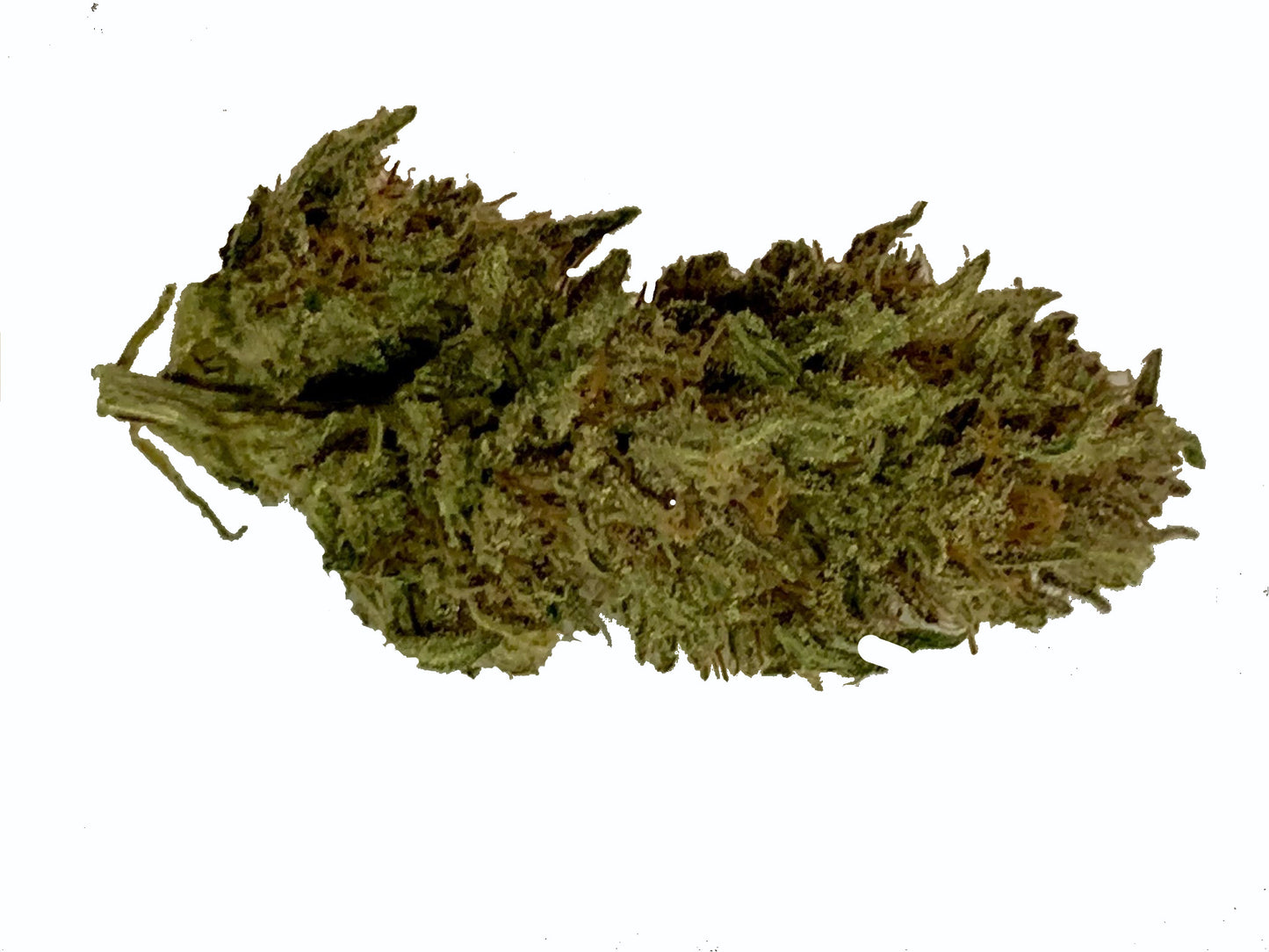 OG LEGENDARY PHENOTYPE 2