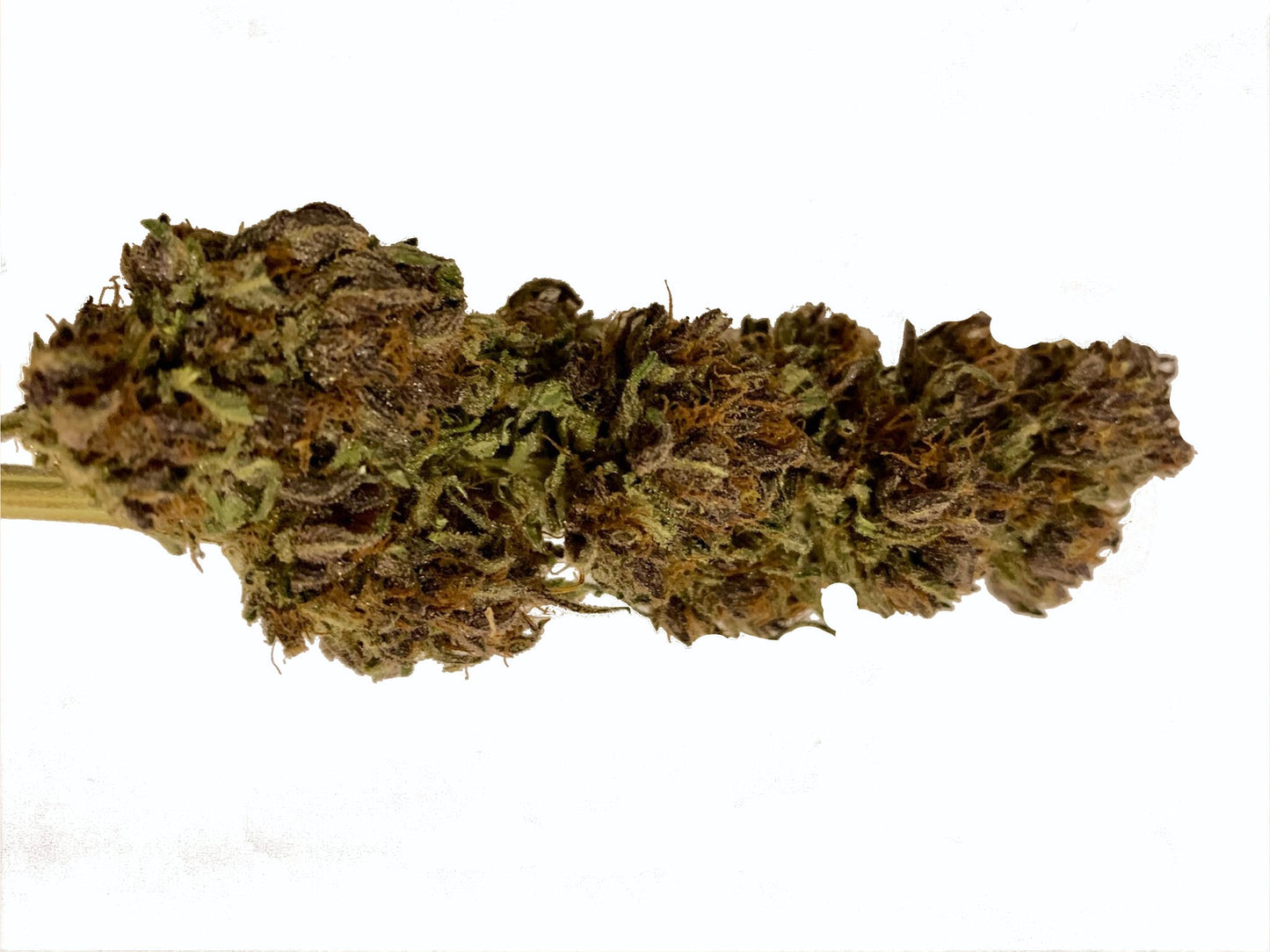 Skunk Jam CBD Phénotype 2 – Culture Permaculture